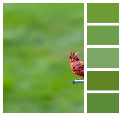 Northern Cardinal Bird Phone Wallpaper Image